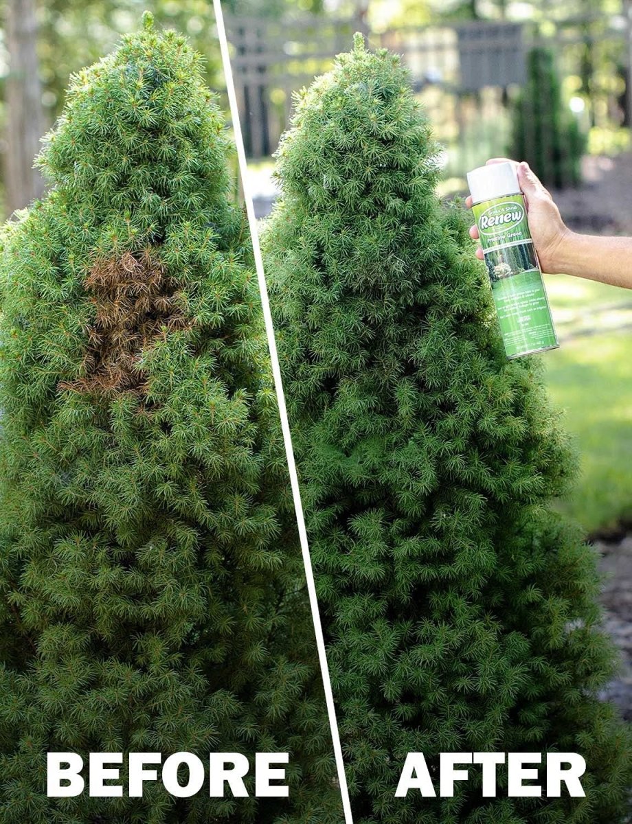 Grass & Shrub Renew - Case of 12 Seymour