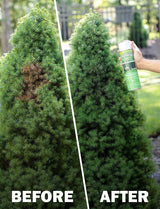 Grass & Shrub Renew - Case of 12 Seymour