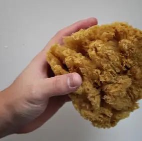 NATURAL GRASS SEA SPONGES FOR PAINTING Trimaco